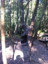 Tree along the Fighting Creek Nature Trail