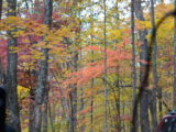 DSC_0711.JPG