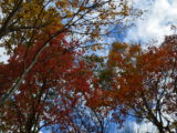 DSC_0717.JPG