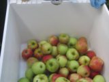 Fresh batch of apples!