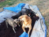 Dogs Helping - 20121212_152954.jpg