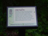 Multi-Purpose Tree Sign (Hickory Tree)
