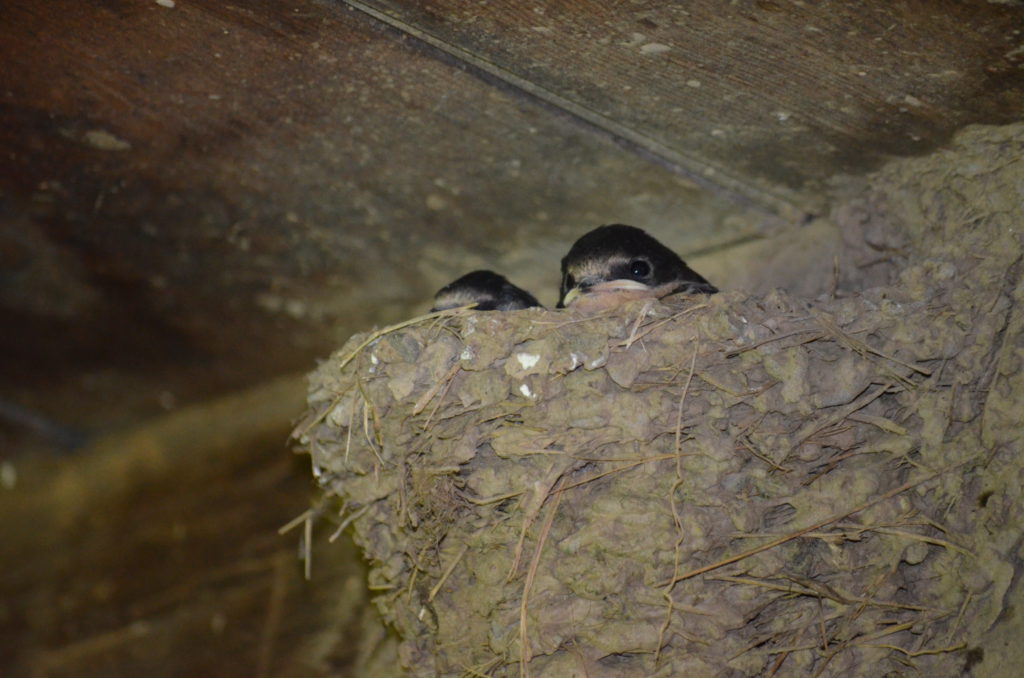 Barn Swallow Nest