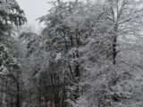 January 2013 Snow - DSC_1128.JPG