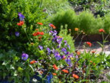 Spring Flowers at Biltmore - DSC_0021.JPG