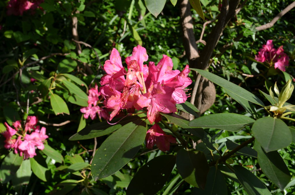 DSC_0051.JPG