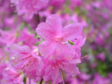 2013-05-5 Biltmore Azalea Gardens - DSC_1256.JPG