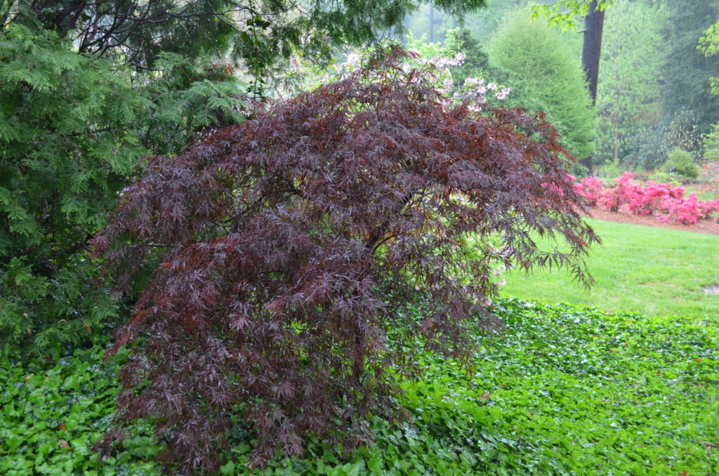 DSC_1276.JPG