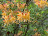 DSC_1301.JPG