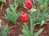DSC_1383.JPG