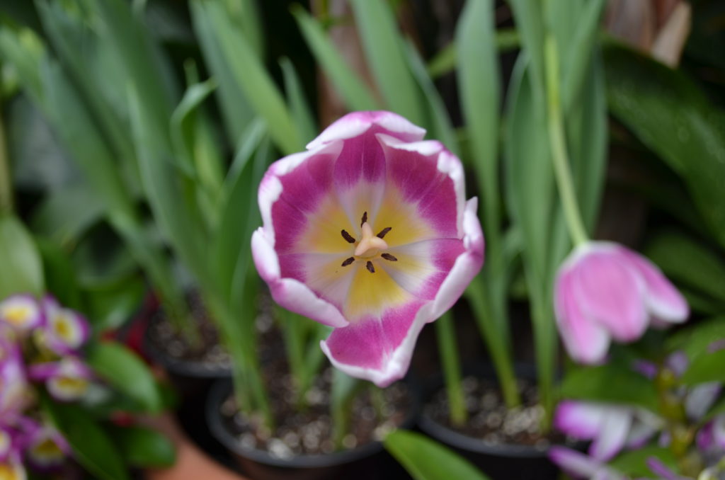 DSC_4370.JPG