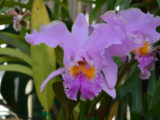 DSC_4380.JPG
