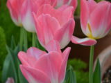 First Day of Spring 2014 at Biltmore - DSC_4399.JPG