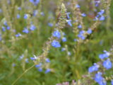 Summer Morning Trip to Biltmore - DSC_6662.JPG