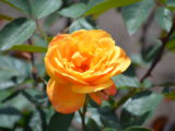 Biltmore Rose Garden - DSC_7675.JPG
