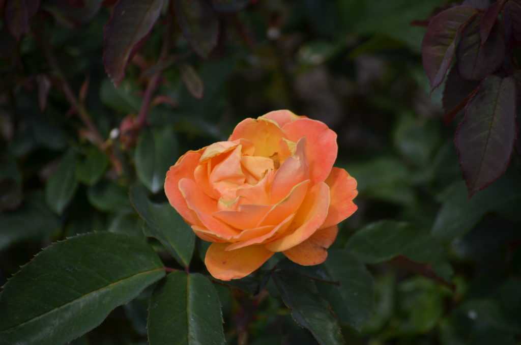 DSC_7677.JPG
