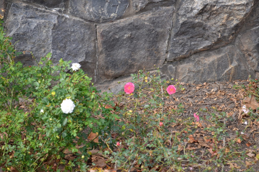 DSC_8839.JPG