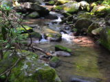 Cosby Creek Trail - DSC_7963.JPG