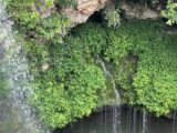 Dripping Springs Falls