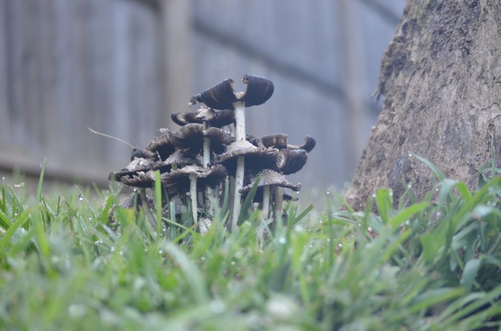 Mushrooms