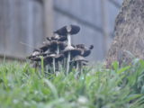 Mushrooms