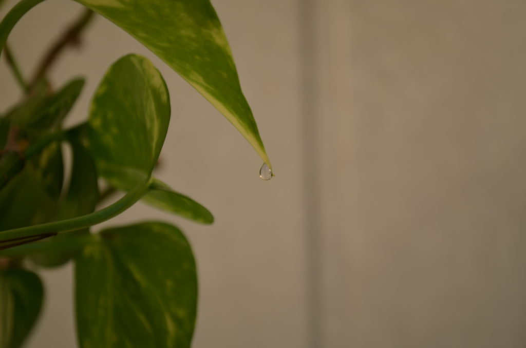 DSC_3767.JPG