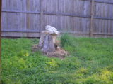 Woodpecker in the front yard - DSC_1429.JPG