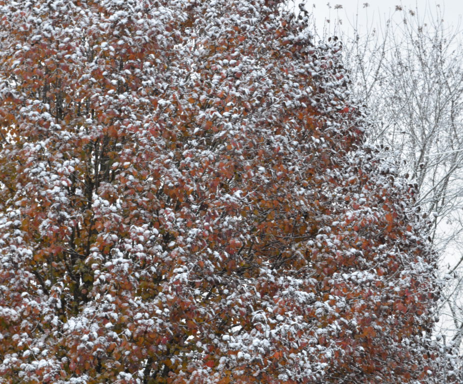 Light snow on a bradford pear tree