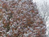 Light snow on a bradford pear tree