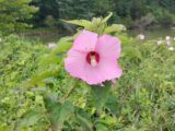 IMG_20260719_101358.jpg