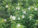 IMG_20260719_101609.jpg