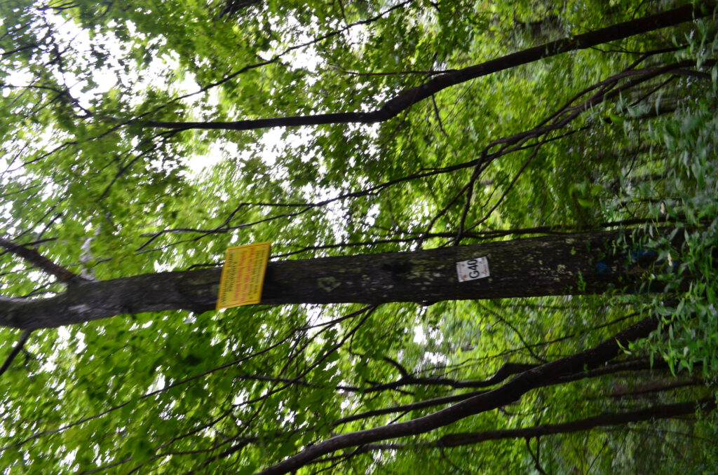 DSC_0605.JPG