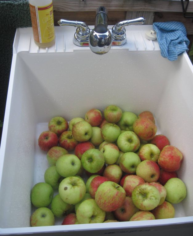 Fresh batch of apples!