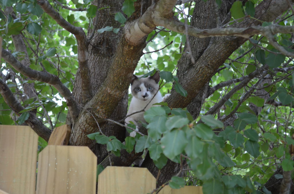 Neighbor's Abandoned Cat