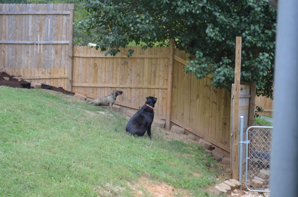 Tiger and Reesee Watching the Neighbor's Cat