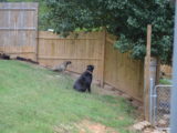 Dogs and Cat - Tiger and Reesee Watching the Neighbor's Cat