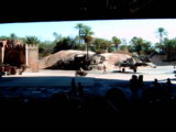 Indiana Jones Show