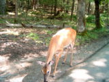 2006-08 Cades Cove Vacation - DSC00017.JPG