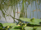 2007 Florida Vacation Day 3 - Our big aligator