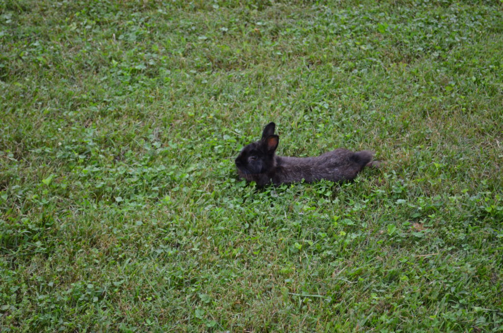 Bunnies