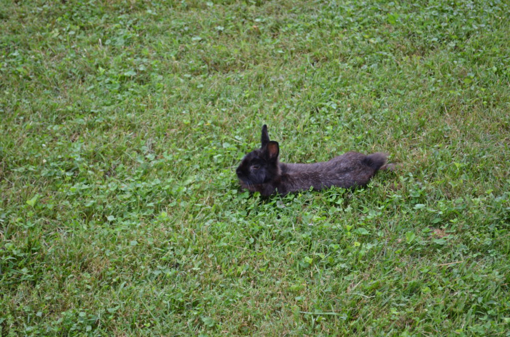 Bunnies