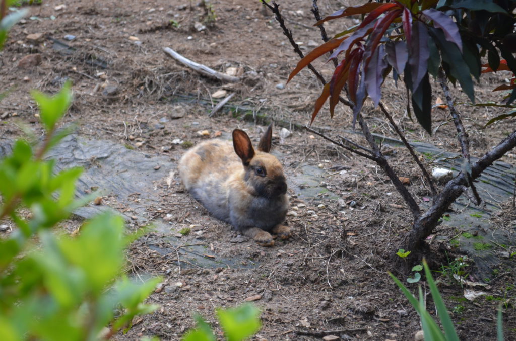 Bunnies