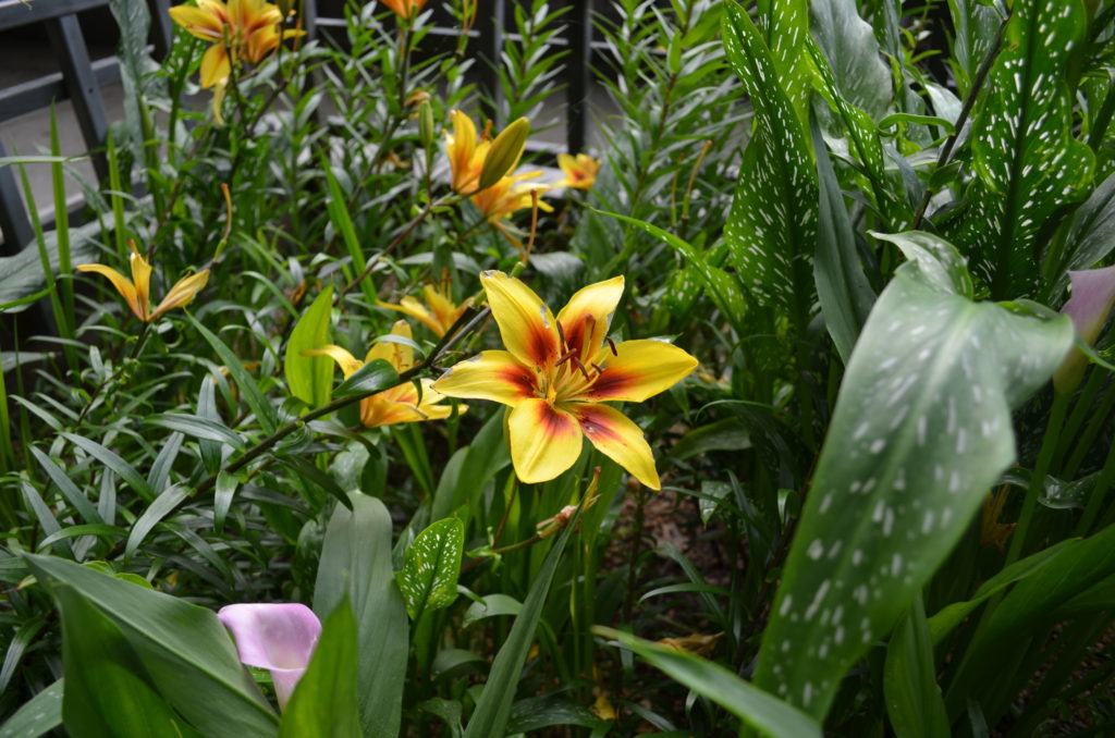 Daylilies