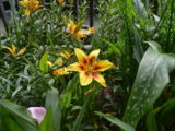 Daylilies