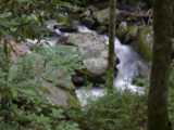 The river along the trail to Anna Ruby Falls