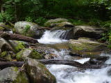 The river along the trail to Anna Ruby Falls