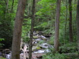 The river along the trail to Anna Ruby Falls