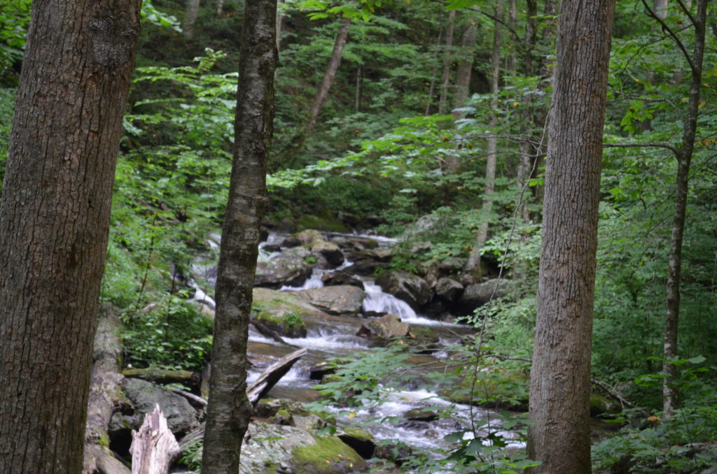 The river along the trail to Anna Ruby Falls