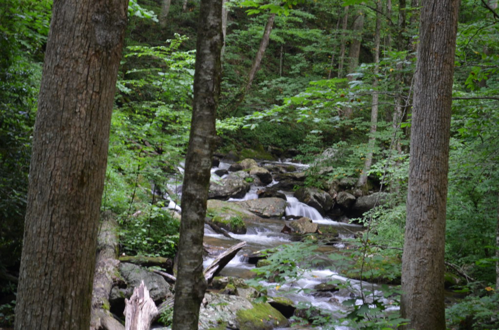 The river along the trail to Anna Ruby Falls