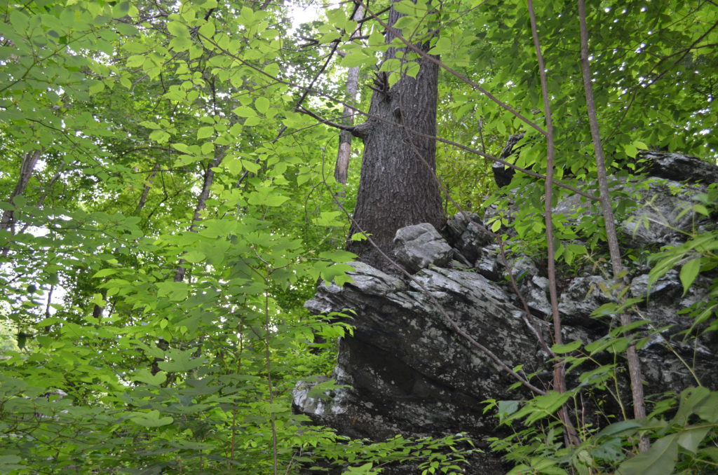 Tree growing out of a rock